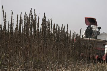 湖北金九昌種業有限公司